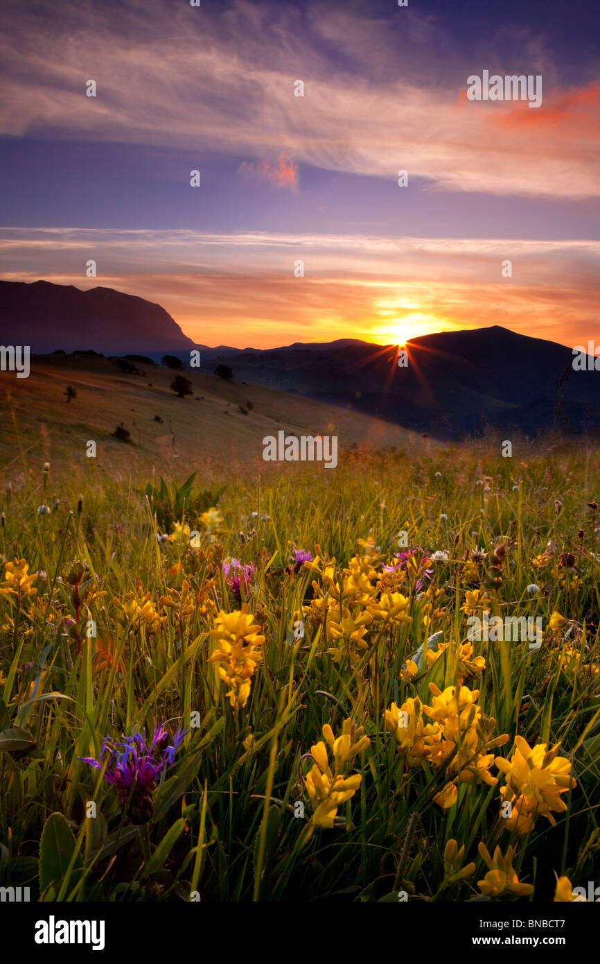 Wildblumen bei Sonnenaufgang in den Monti Sibillini Nationalpark, Umbrien Italien Stockfoto