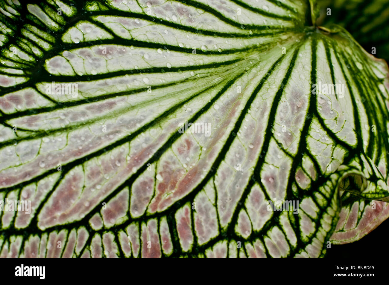 Weiß-grün und rosa lassen Nahaufnahme von caladium Stockfoto