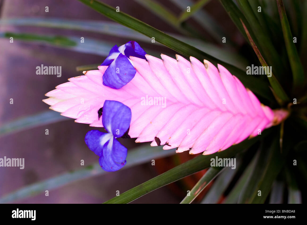 Blau rosa rot Luft Blume, Tillandsia Lindenii, Bromeliaceae Stockfoto