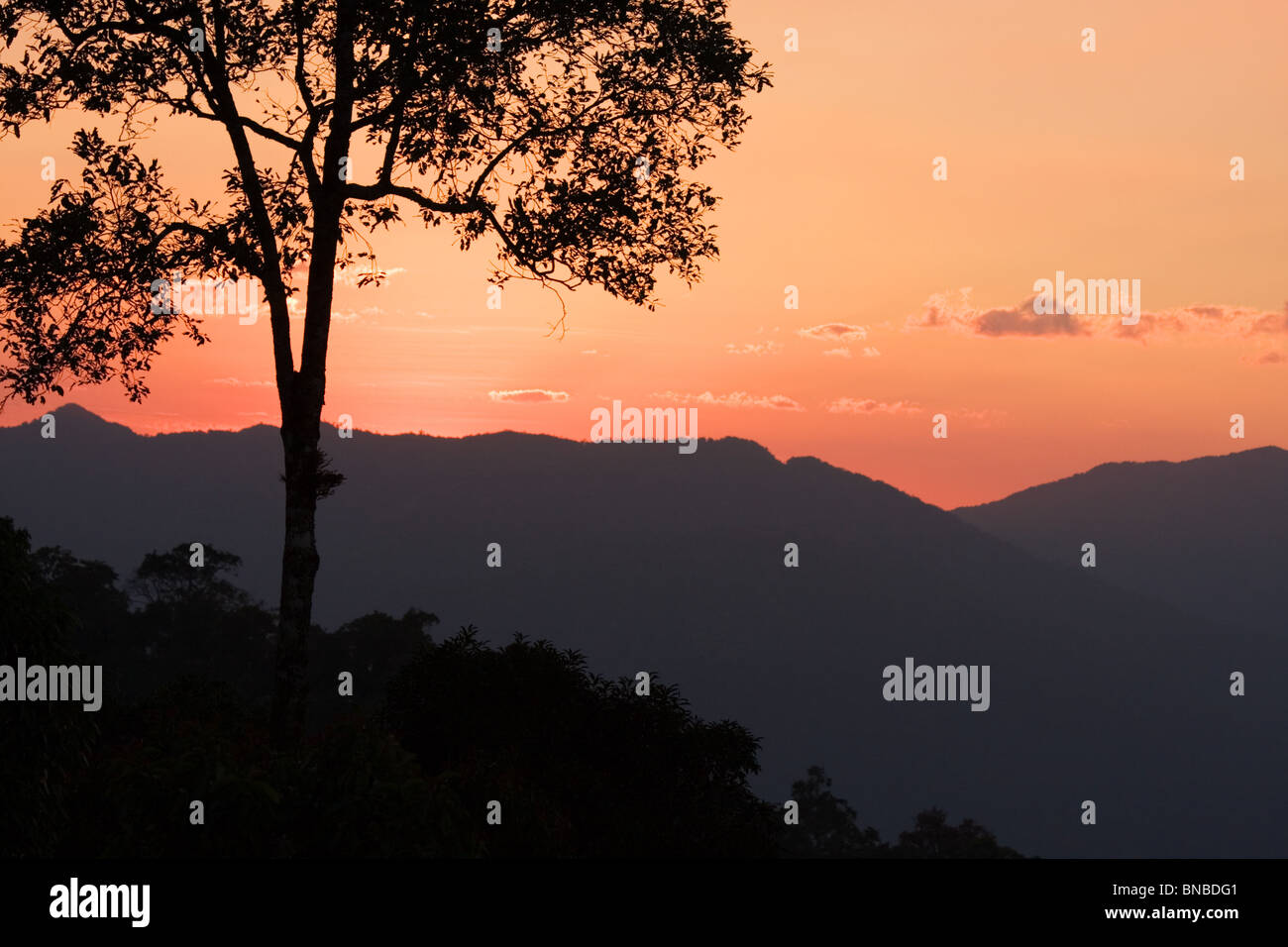 Baum-Silhouette bei Sonnenuntergang, Kaeng Krachan National Park, Thailand Stockfoto