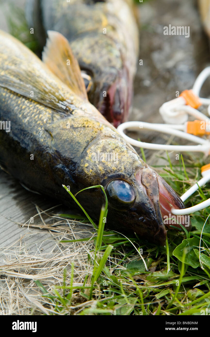 Ein Zander auf einer Wange liegen in der Wiese Stockfoto