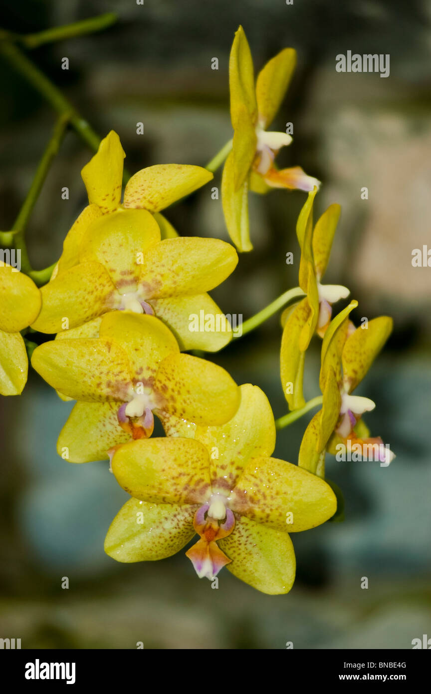 Gelbe Orchidee Blume Phalaenopsis Barbara Juwel Stockfoto