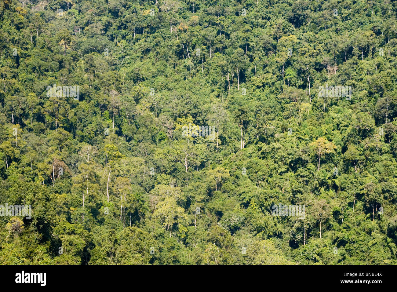 Tropischer Regenwald im Kaeng Krachan National Park, Thailand Stockfoto