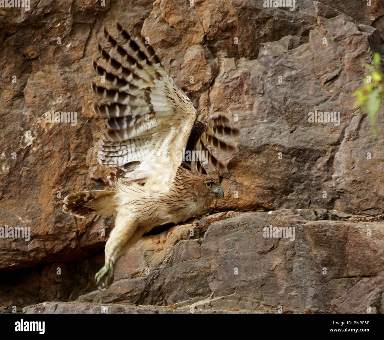 Eine braune Fische Eule fliegen in Ranthambhore National Park, Indien Stockfoto