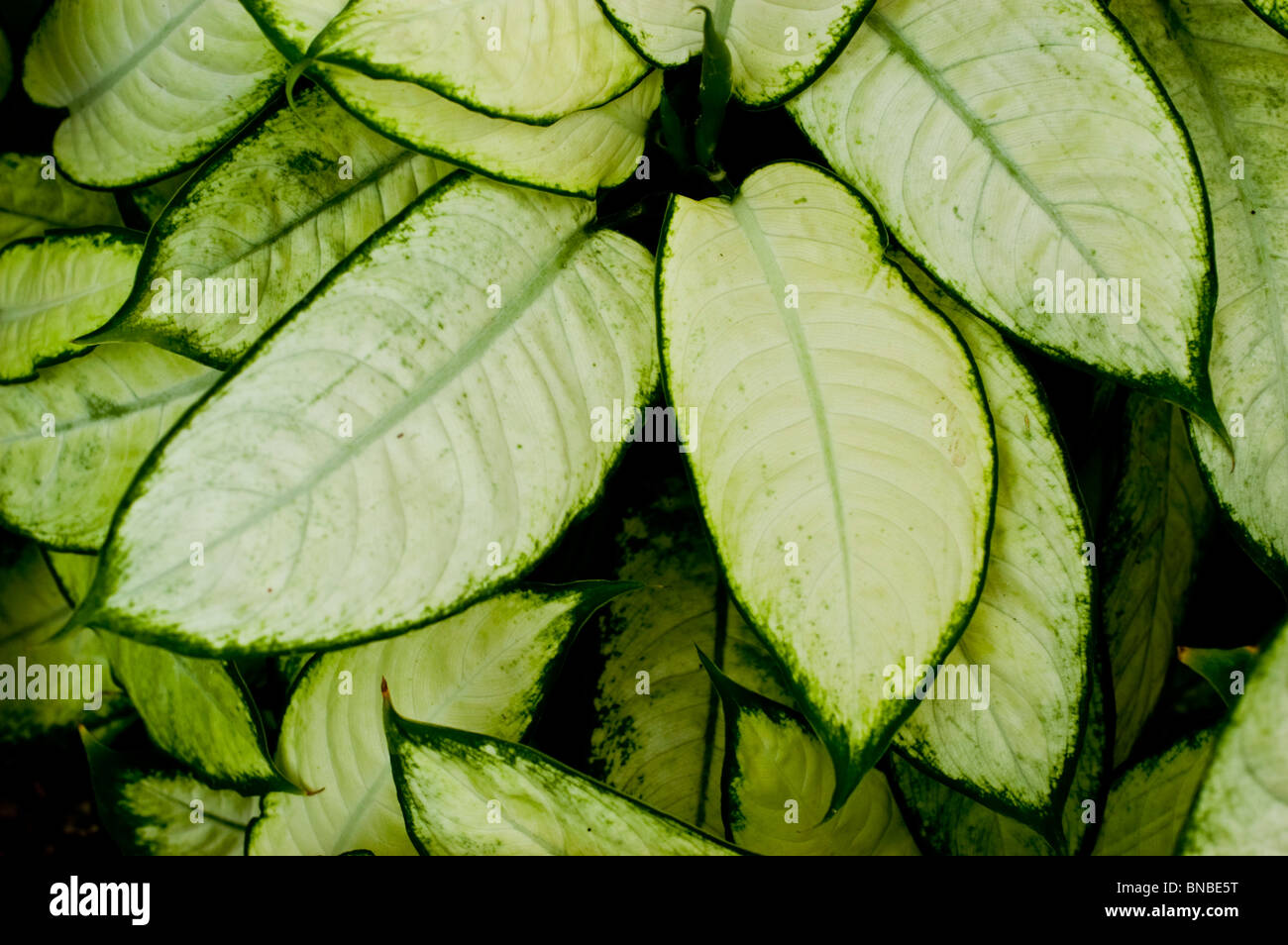 Dieffenbachia camilla Fotos und Bildmaterial in hoher Auflösung Alamy