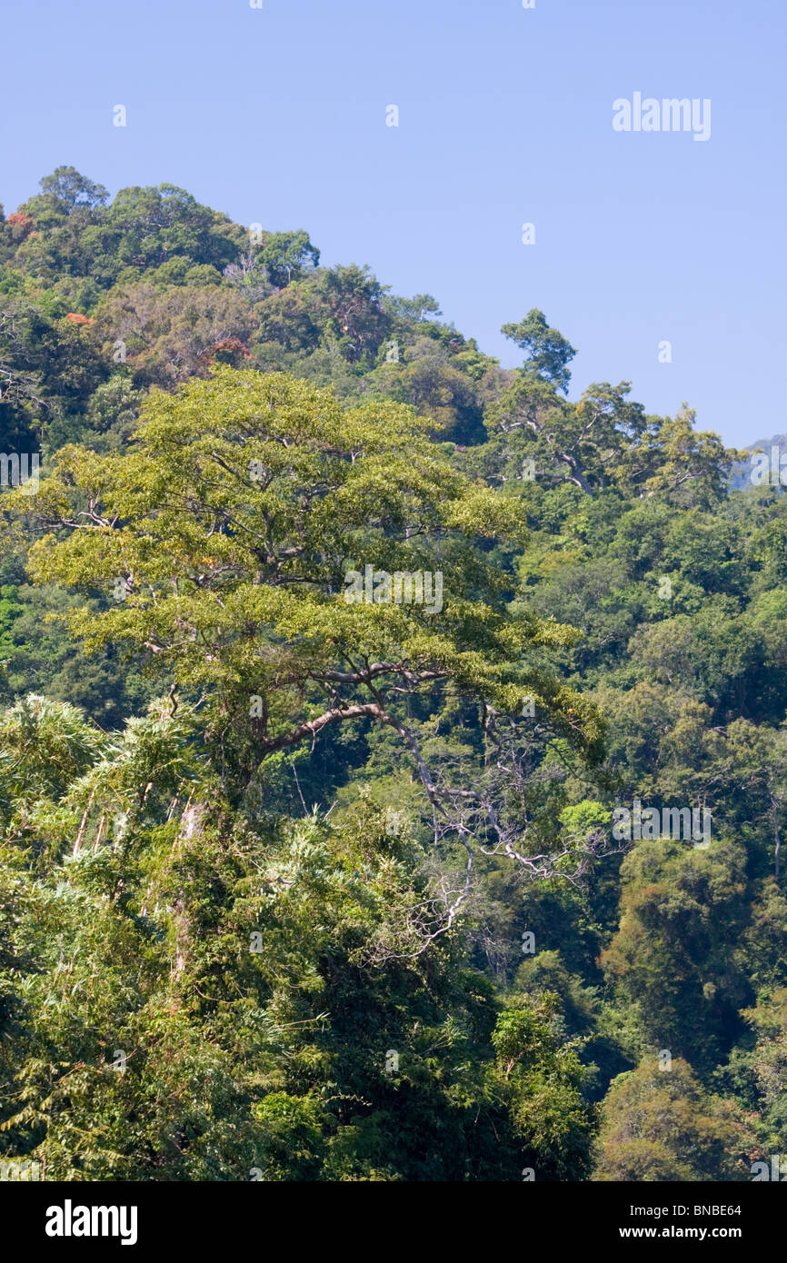 Tropischer Regenwald im Kaeng Krachan National Park, Thailand Stockfoto