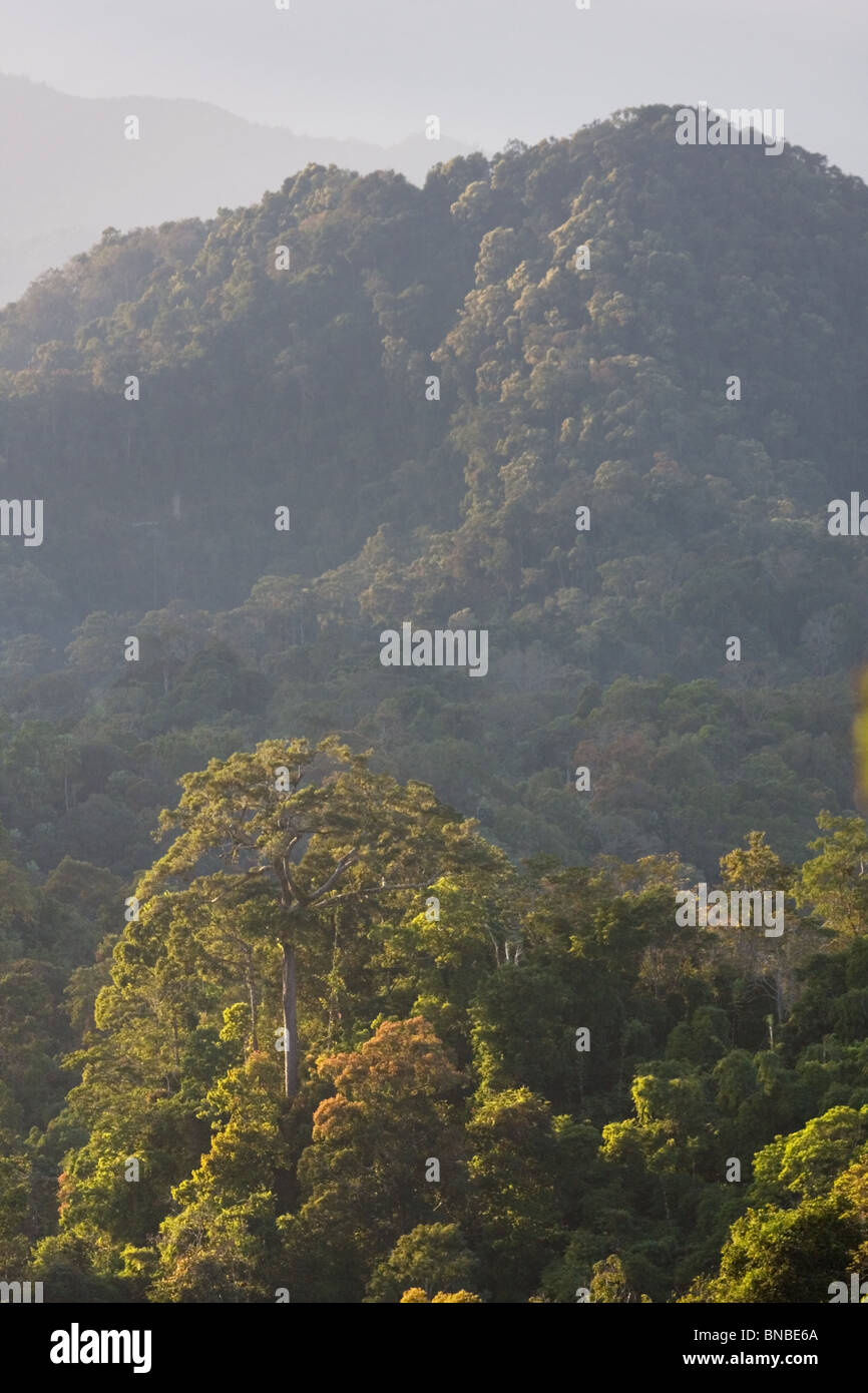 Regenwald bedeckt Hügel, Kaeng Krachan National Park, Thailand Stockfoto