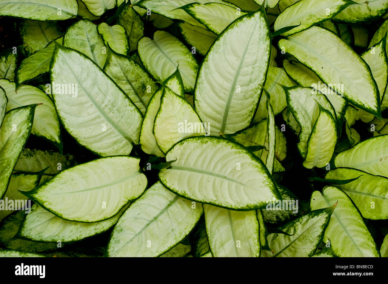 Dumb Cane, Dieffenbachia Seguine Camilla, Aronstabgewächse, Zierpflanze
