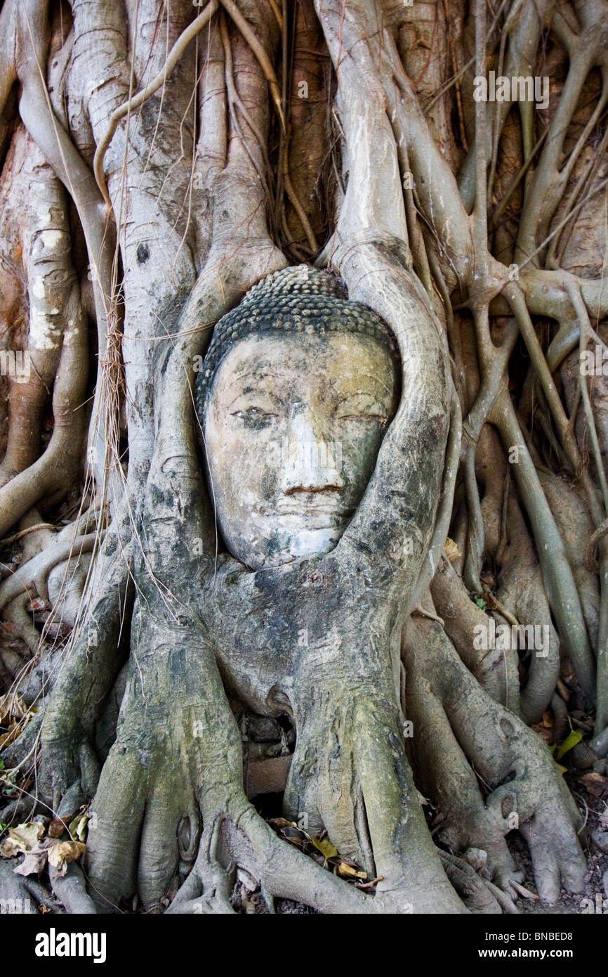 Eine Buddha-Kopf, bewachsen mit Baumwurzeln, Wat Mahathat Ayutthaya, Thailand Stockfoto