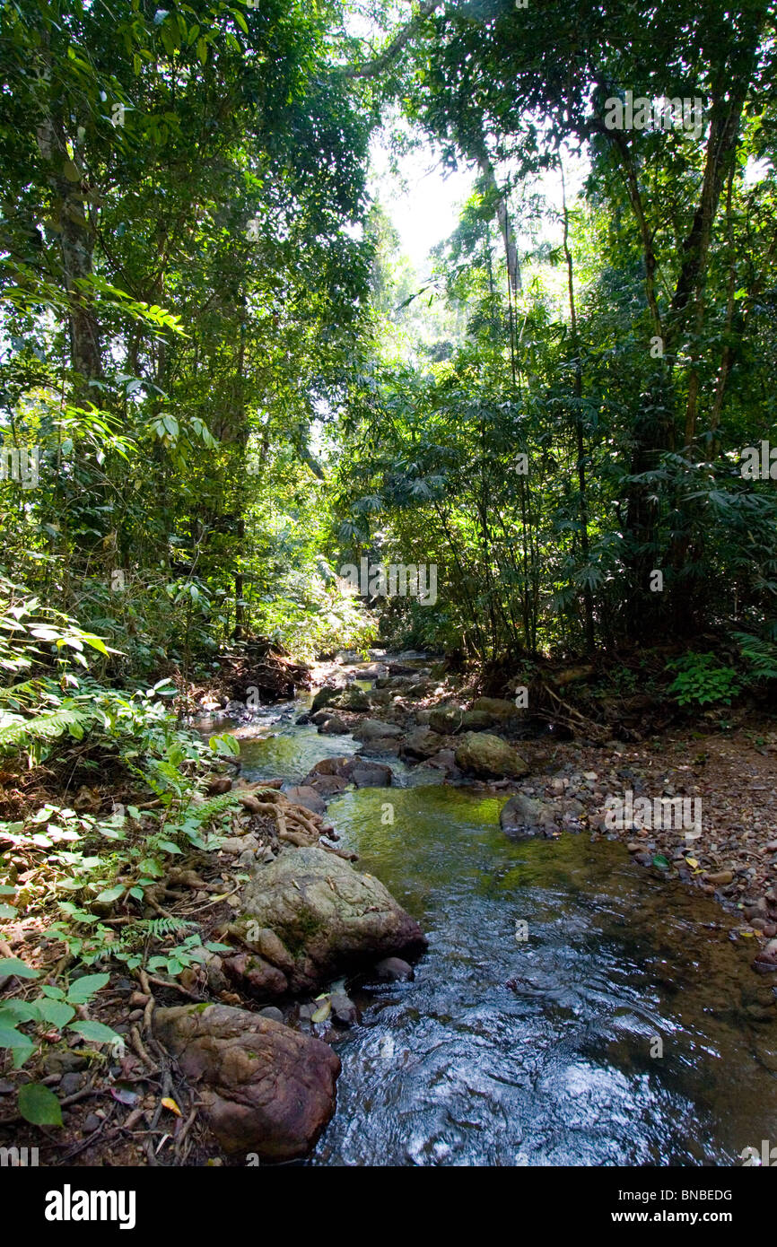Regenwald-Stream, Kaeng Krachan National Park, Thailand Stockfoto