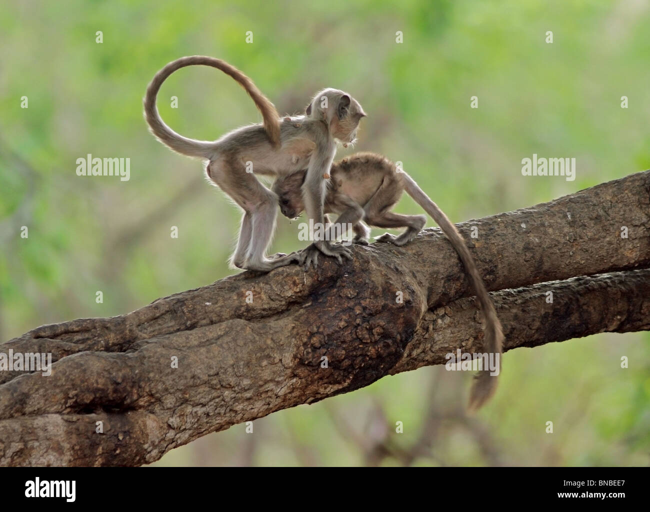 Zwei grau Languren Kinder haben eine schöne Zeit in Ranthambhore National Park, Indien. Stockfoto