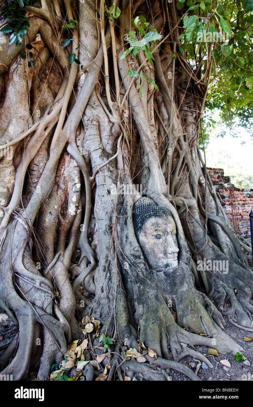 Eine Buddha-Kopf, bewachsen mit Baumwurzeln, Wat Mahathat Ayutthaya, Thailand Stockfoto