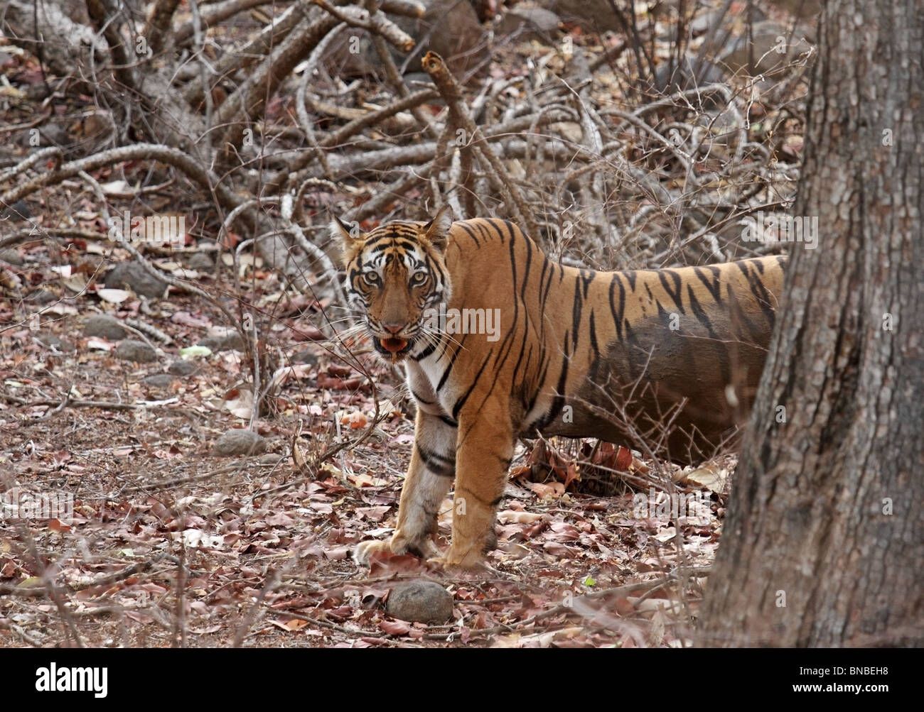 Eine Schwangere Weibliche Tiger Coming Out Hinter Einem Baum In Ranthambhore National Park Indien Stockfotografie Alamy