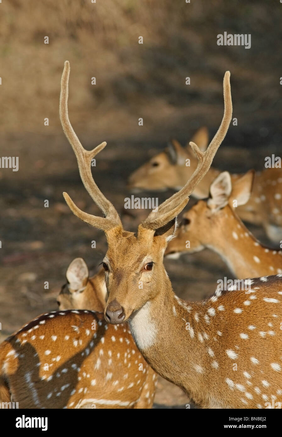 Eine männliche Hirsche gesichtet Porträtaufnahme. Foto von Ranthambhore National Park, Indien Stockfoto