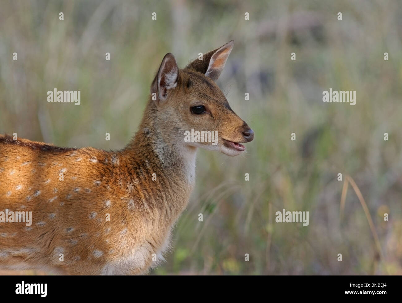 Ein Reh Spotted fawn Porträtaufnahme. Foto von Ranthambhore National Park, Indien Stockfoto
