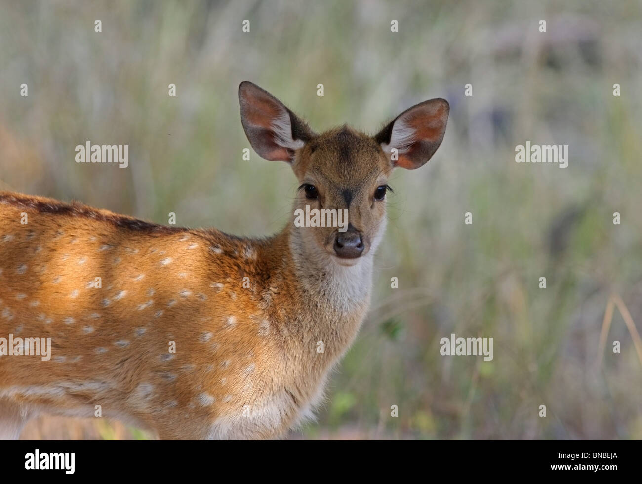 Ein Reh Spotted fawn Porträtaufnahme. Foto von Ranthambhore National Park, Indien Stockfoto