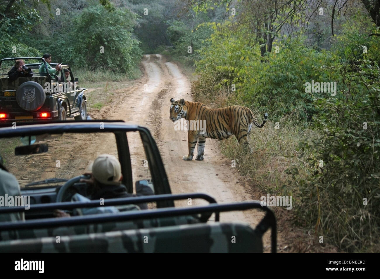 Tiger, umgeben von Safari Touristenfahrzeuge in Ranthambhore National Park, Indien Stockfoto