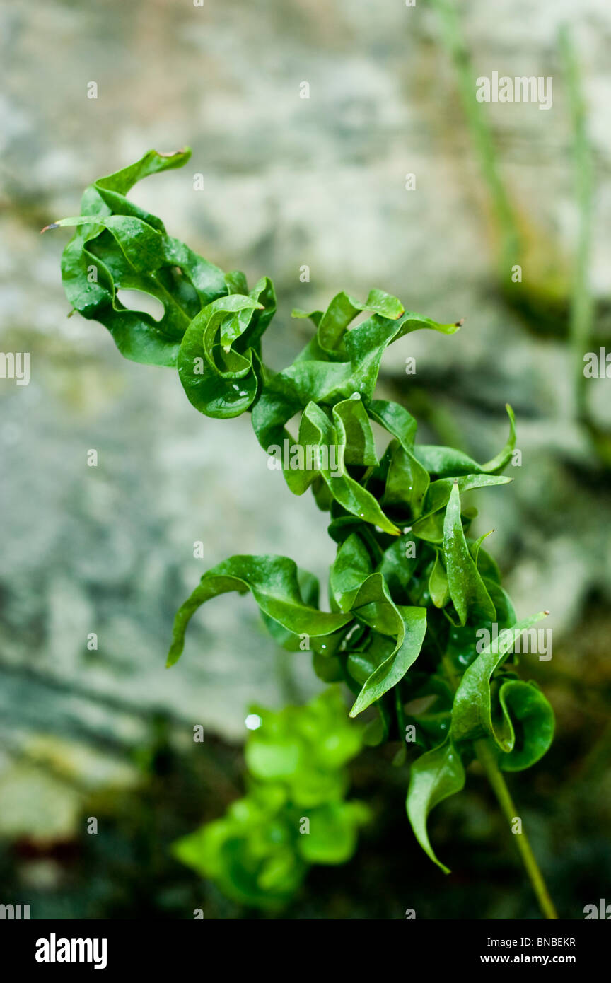 Twister-Farn, Zierpflanze, Sorte, Gewürz, Küche, Polypodium Var Green Wave, Polypodiaceae Stockfoto