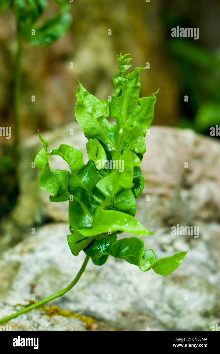Twister-Farn, Zierpflanze, Sorte, Gewürz, Küche, Polypodium Var Green Wave, Polypodiaceae Stockfoto