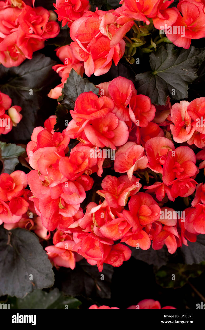 Begonia x hiemalis Fotos und Bildmaterial in hoher Auflösung Alamy