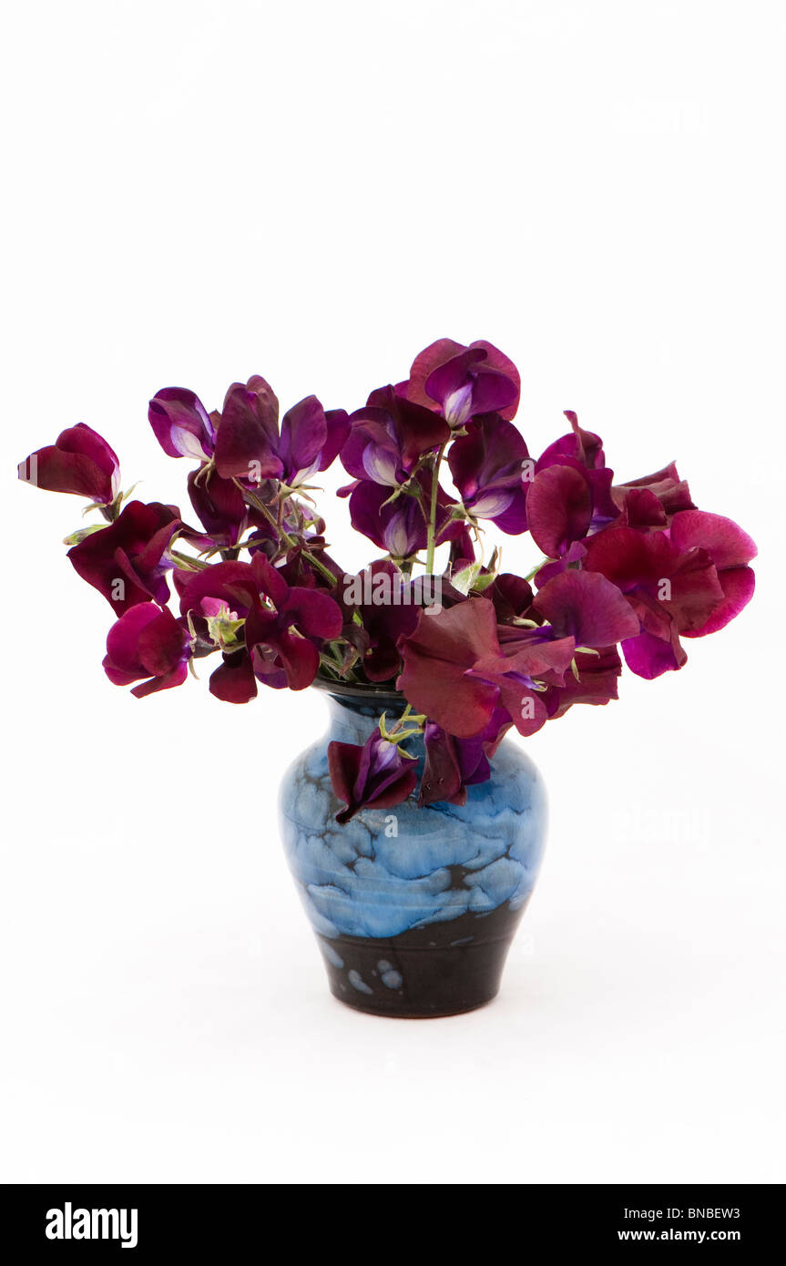 Sweet Pea "Beajolas" in blauer Keramik vase Stockfoto