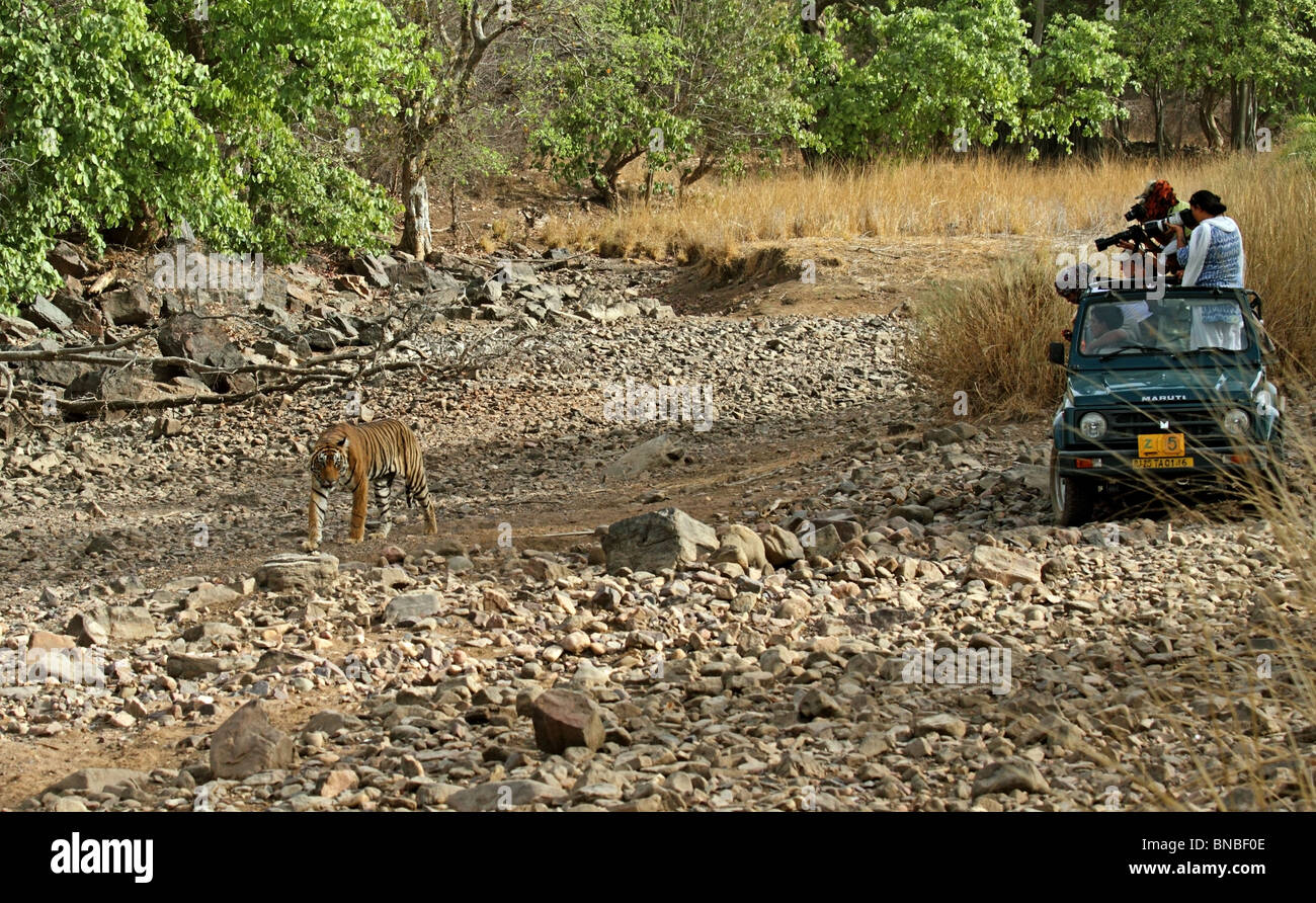 Tiger immer fotografiert von Touristen in Ranthambhore National Park, Indien Stockfoto