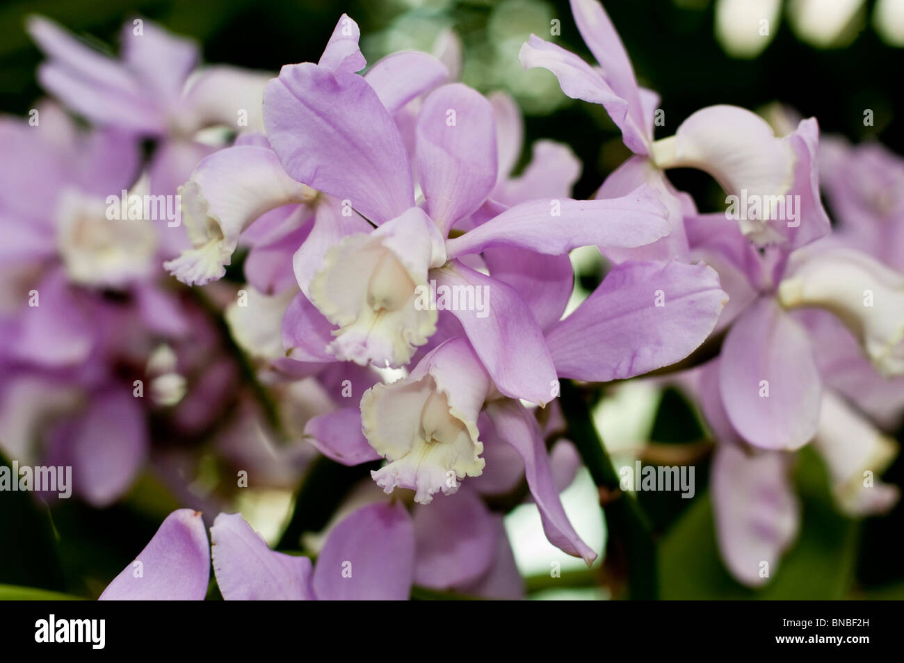 Cattleya Loddigesii Ellen x Extra, Orchidaceae, Orchidee, Blume, violett, rosa Stockfoto