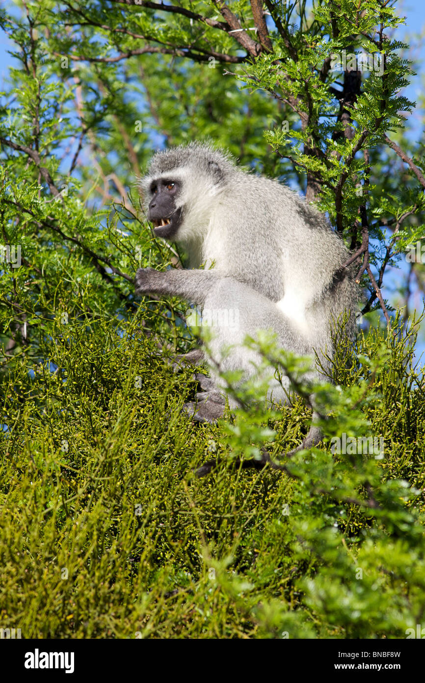 Ein alarmiert Vervet (grün) Affe (grüne Aethiops) im Mountain Zebra National Park, Südafrika. Stockfoto