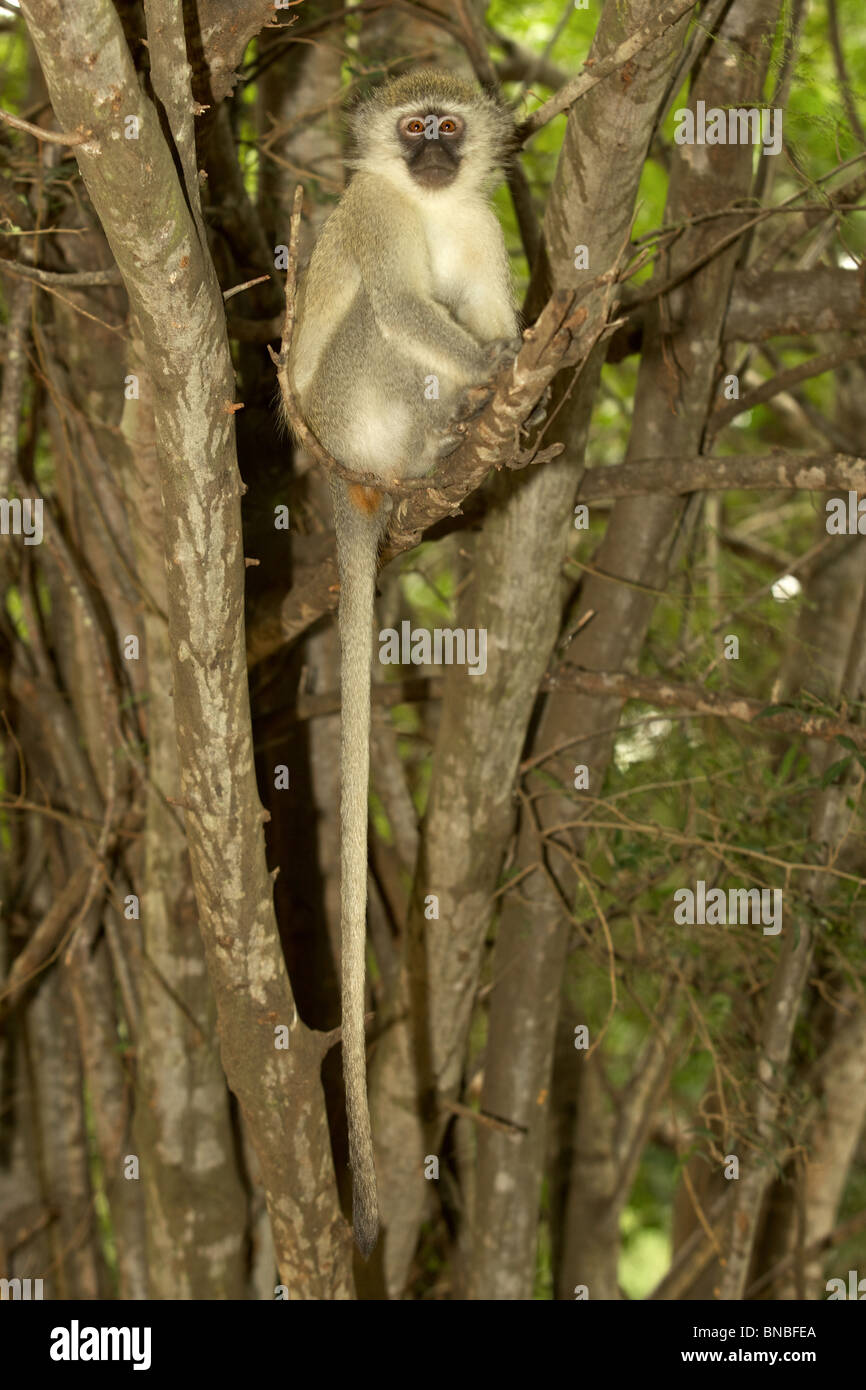Ein Vervet (grün) Affe (grüne Aethiops) im Kruger National Park. Stockfoto