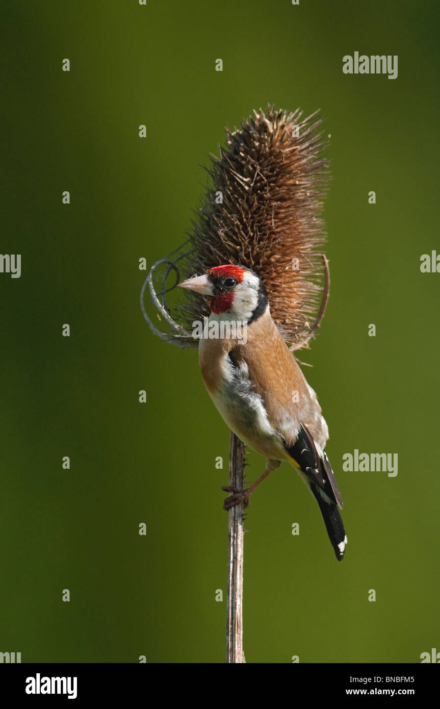 Europäische Stieglitz (Zuchtjahr Zuchtjahr) thront auf Karde ((Dipsacus Fullonum) Stockfoto