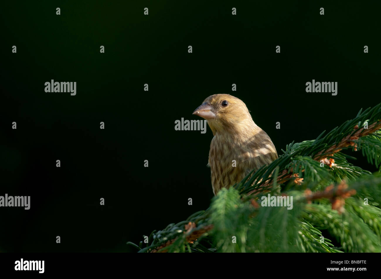 Juvenile Grünfink (Zuchtjahr Chloris) thront auf Nadelbaum Zweig vor schwarzem Hintergrund Stockfoto