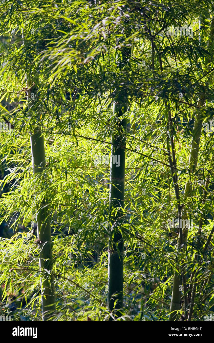 Ein Bambuswald im Doi Inthanon National Park, Nord-Thailand Stockfoto