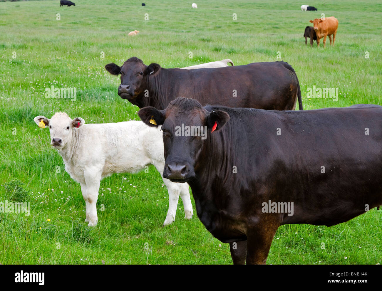 Schwarzen Kühe und ein weißes Kalb in einem Feld von Northumberland Stockfoto