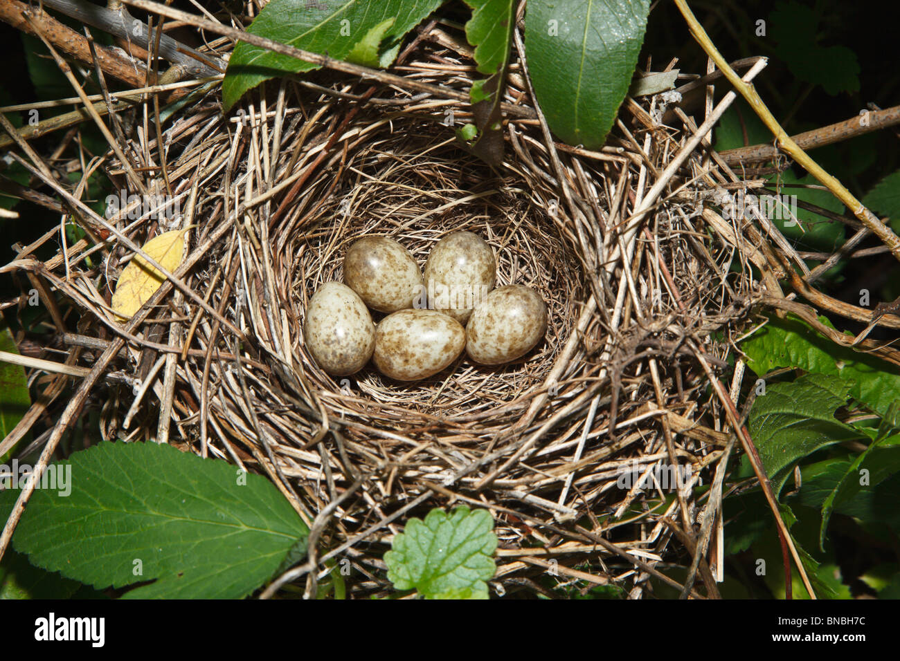 Garten-Grasmücke, Sylvia borin. Nest eines Vogels mit Eiern in der Natur. Stockfoto