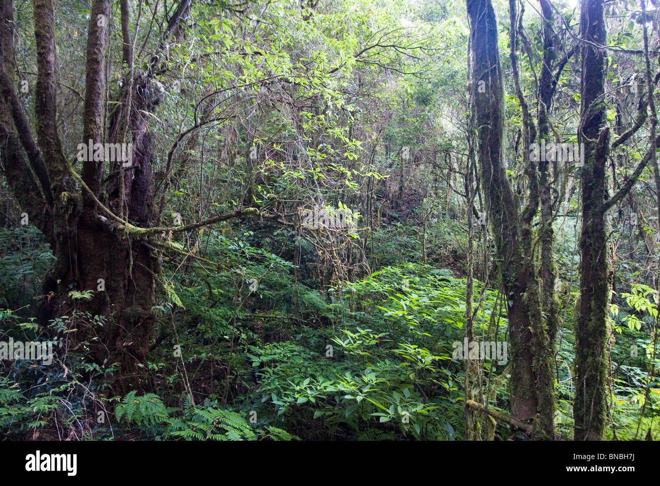 Montane Wald in einem feuchten Sphagnum Moor, Ang Ka Naturlehrpfad, Doi Inthanon Nationalpark, Thailand Stockfoto