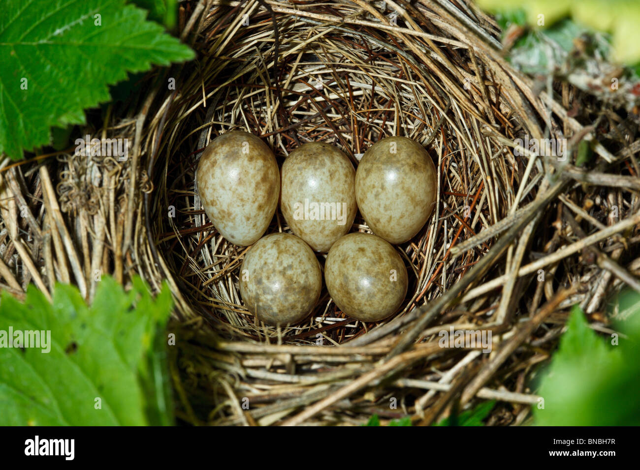 Garten-Grasmücke, Sylvia borin. Nest eines Vogels mit Eiern in der Natur. Stockfoto