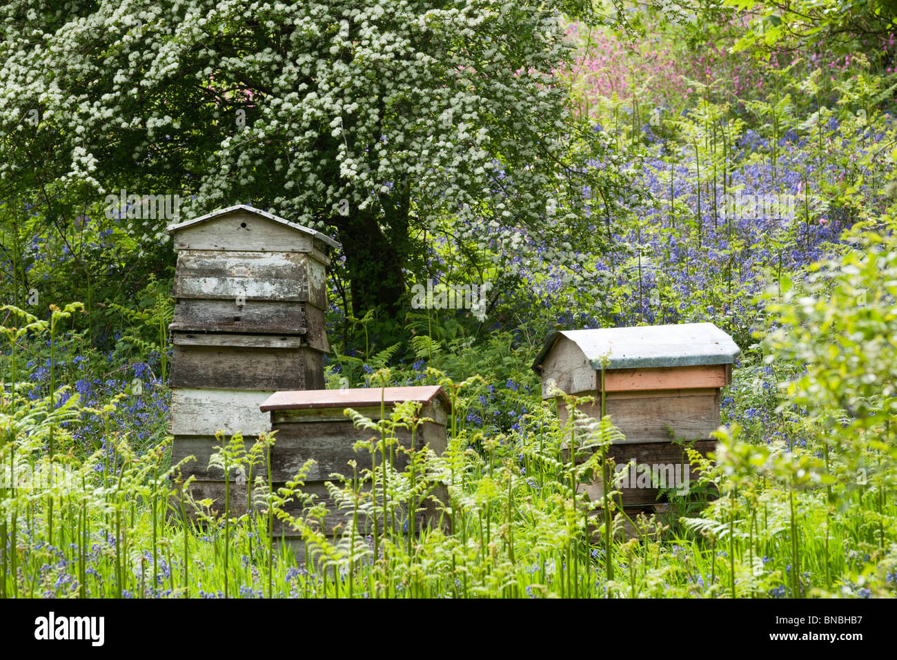 Bienenstöcke unter Glockenblumen Stockfoto