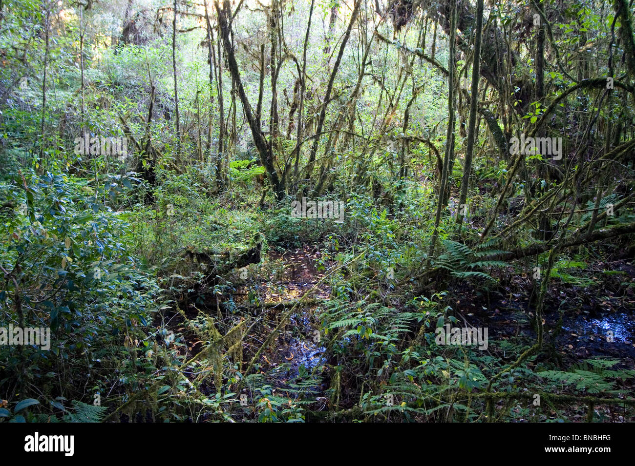 Montane Wald in einem feuchten Sphagnum Moor, Ang Ka Naturlehrpfad, Doi Inthanon Nationalpark, Thailand Stockfoto