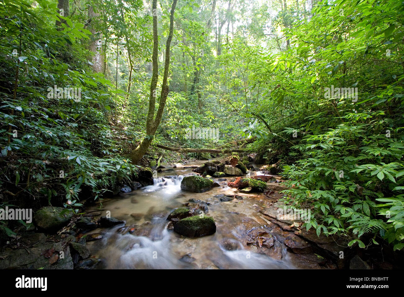 Kleiner Bach und montanen Regenwald, Doi Inthanon Nationalpark, Provinz Chiang Mai, Thailand Stockfoto