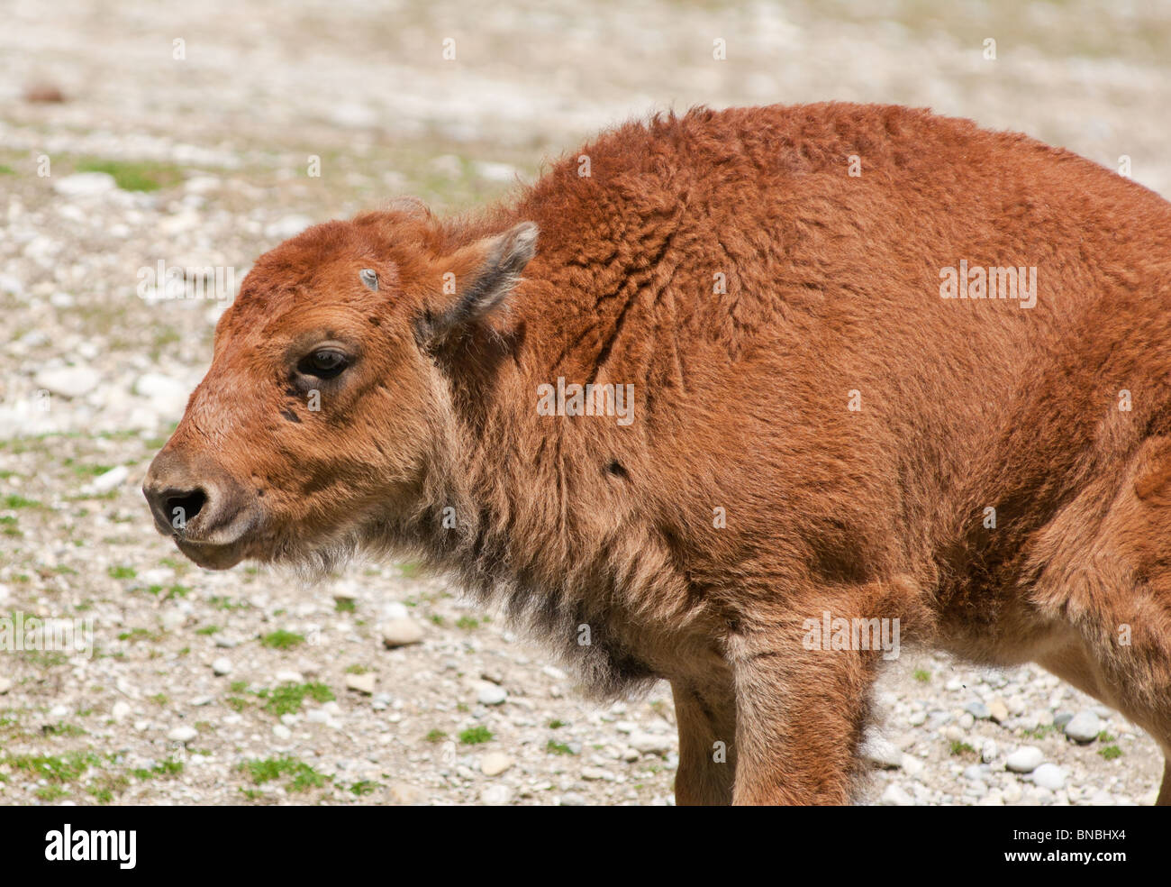 Baby-Buffalo, in der Nähe Stockfoto