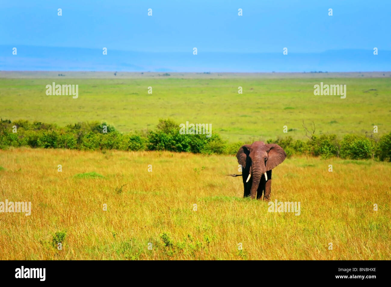 Afrikanische Elefanten in freier Wildbahn. Afrika. Kenia. Masai Mara Stockfoto