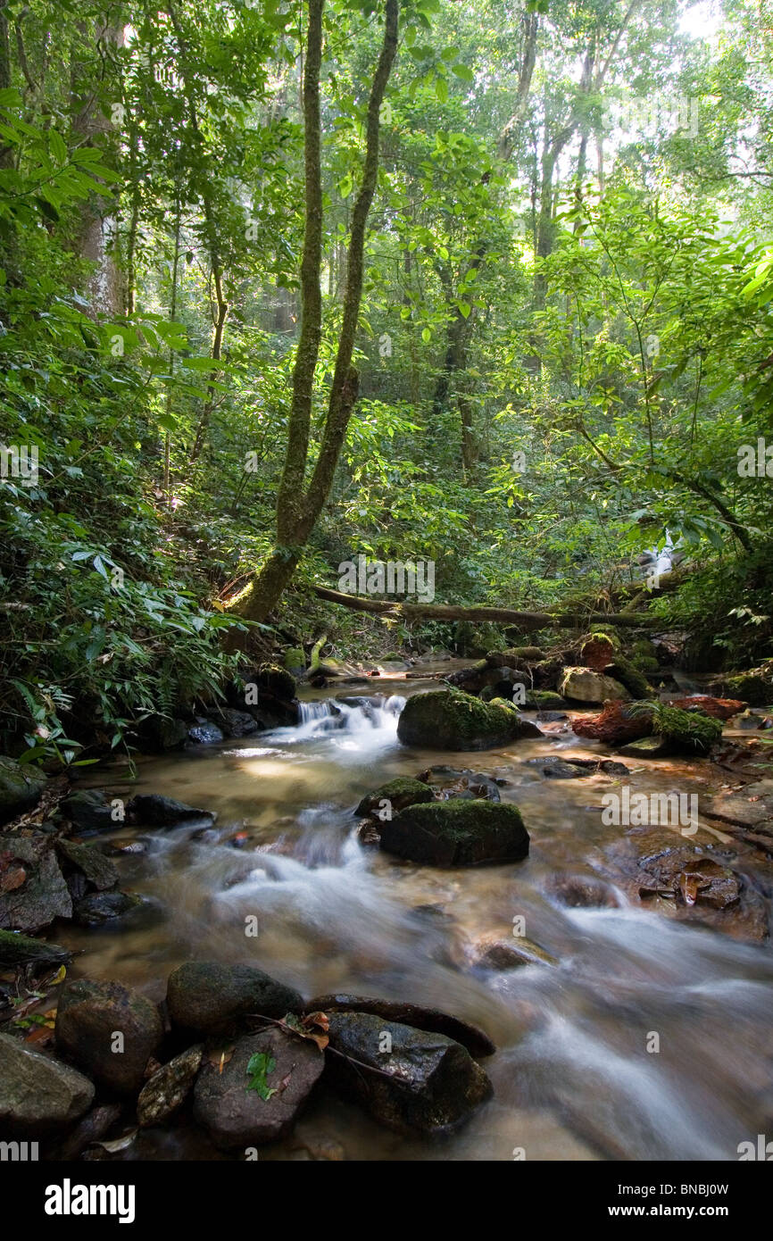 Kleiner Bach und montanen Regenwald, Doi Inthanon Nationalpark, Provinz Chiang Mai, Thailand Stockfoto