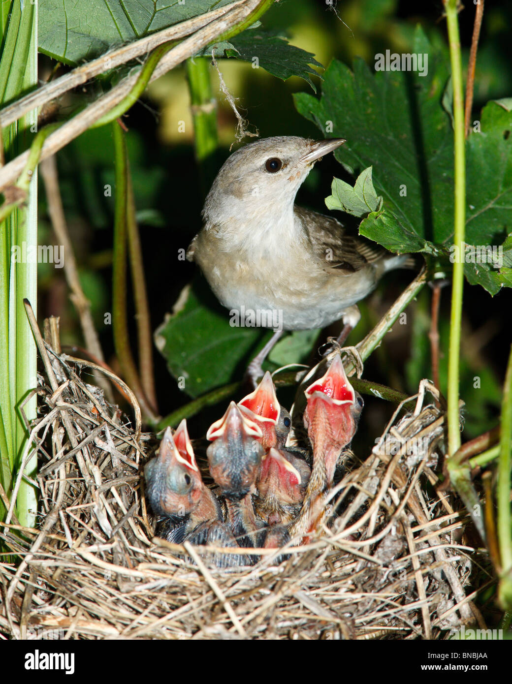 Garten-Grasmücke (Sylvia borin) durch ein Nest mit Babyvogel. Stockfoto