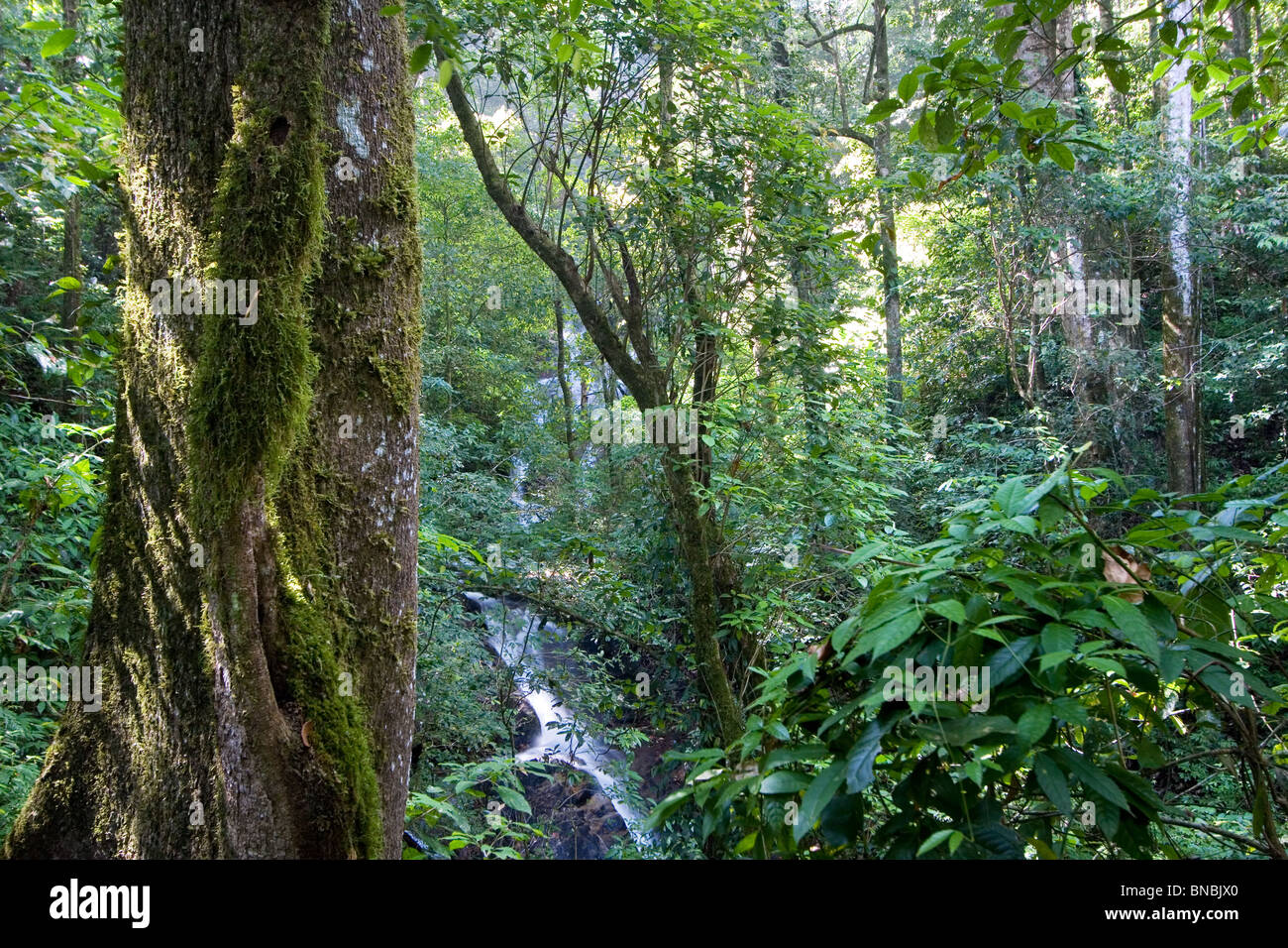 Moosigen grünen Regenwald Baum, Doi Inthanon, Thailand Stockfoto