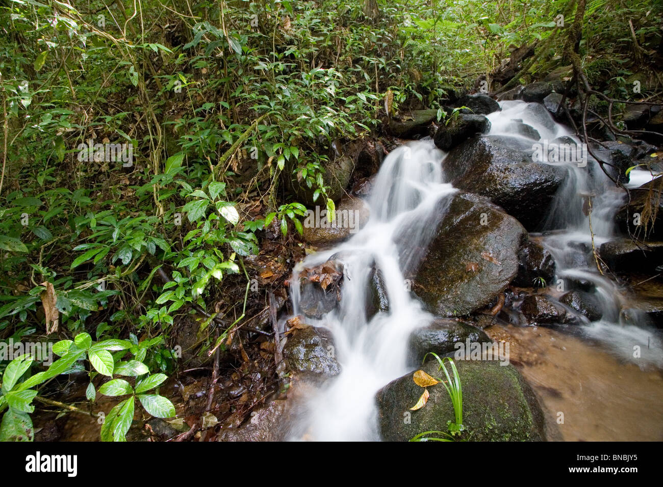 Kleiner Bach und montanen Regenwald, Doi Inthanon Nationalpark, Provinz Chiang Mai, Thailand Stockfoto