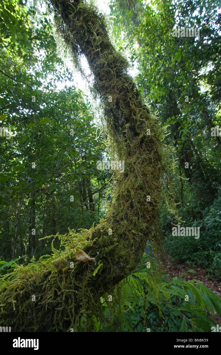 Moosigen grünen Regenwald Baum, Doi Inthanon, Thailand Stockfoto