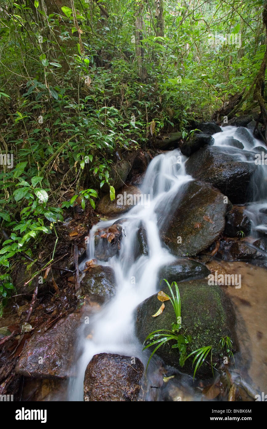 Kleiner Bach und montanen Regenwald, Doi Inthanon Nationalpark, Provinz Chiang Mai, Thailand Stockfoto