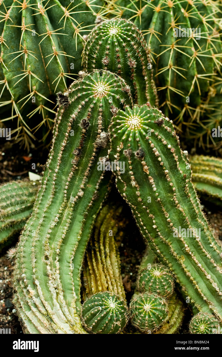 Seeigel Kaktus, Echinopsis Var Orange Paramount Stockfoto