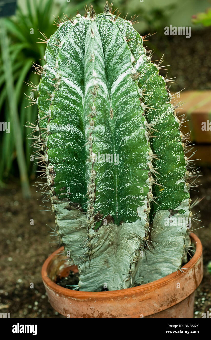 Star-Kaktus, Astrophytum Omatum, Cactaceae, Mexiko Stockfoto