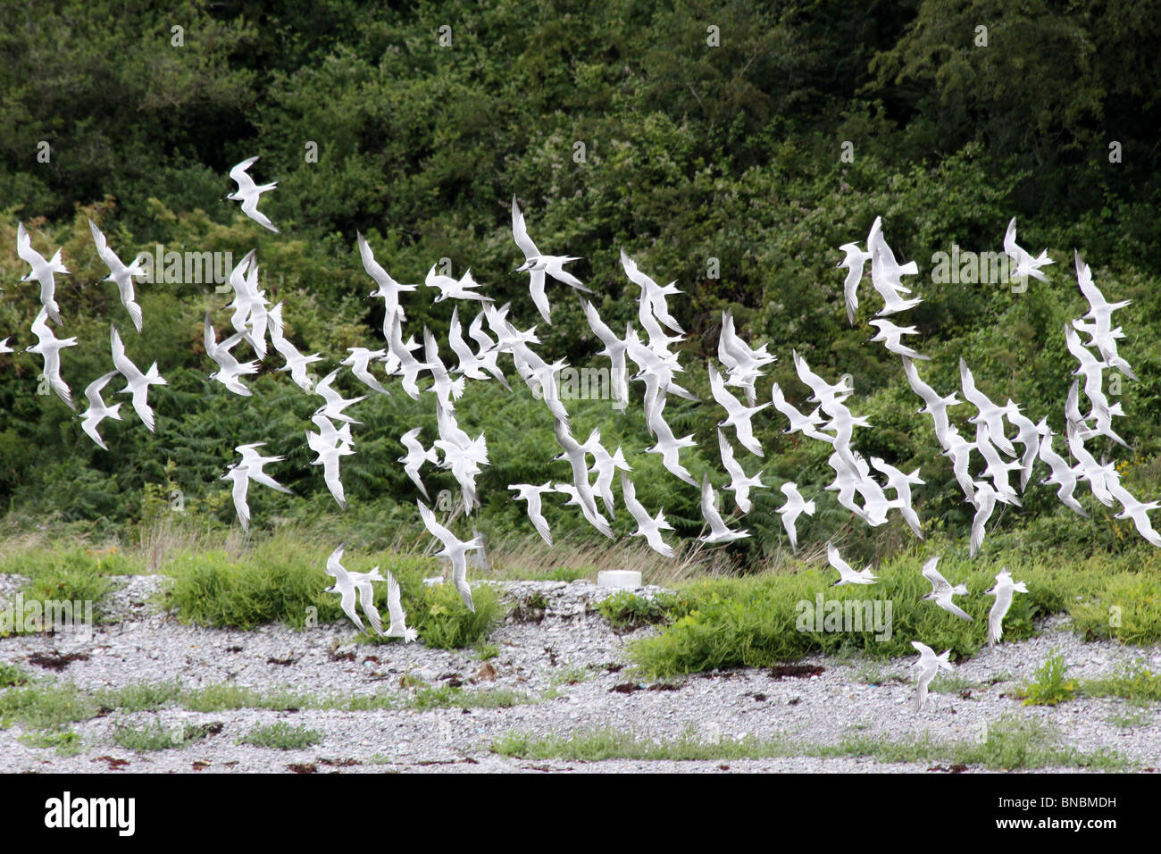 Herde von Sandwich Seeschwalben Sterna Sandvicensis auf Anglesey, Wales, UK Stockfoto